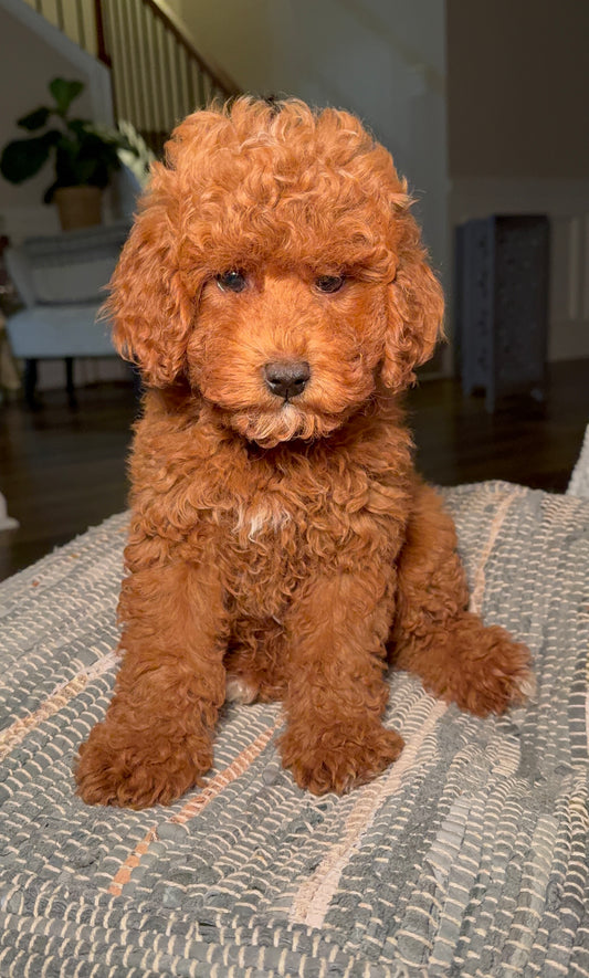 Tiger (Male Mini Poodle)