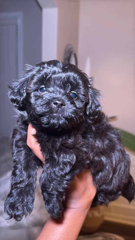 Princess (Yorkiepoo)