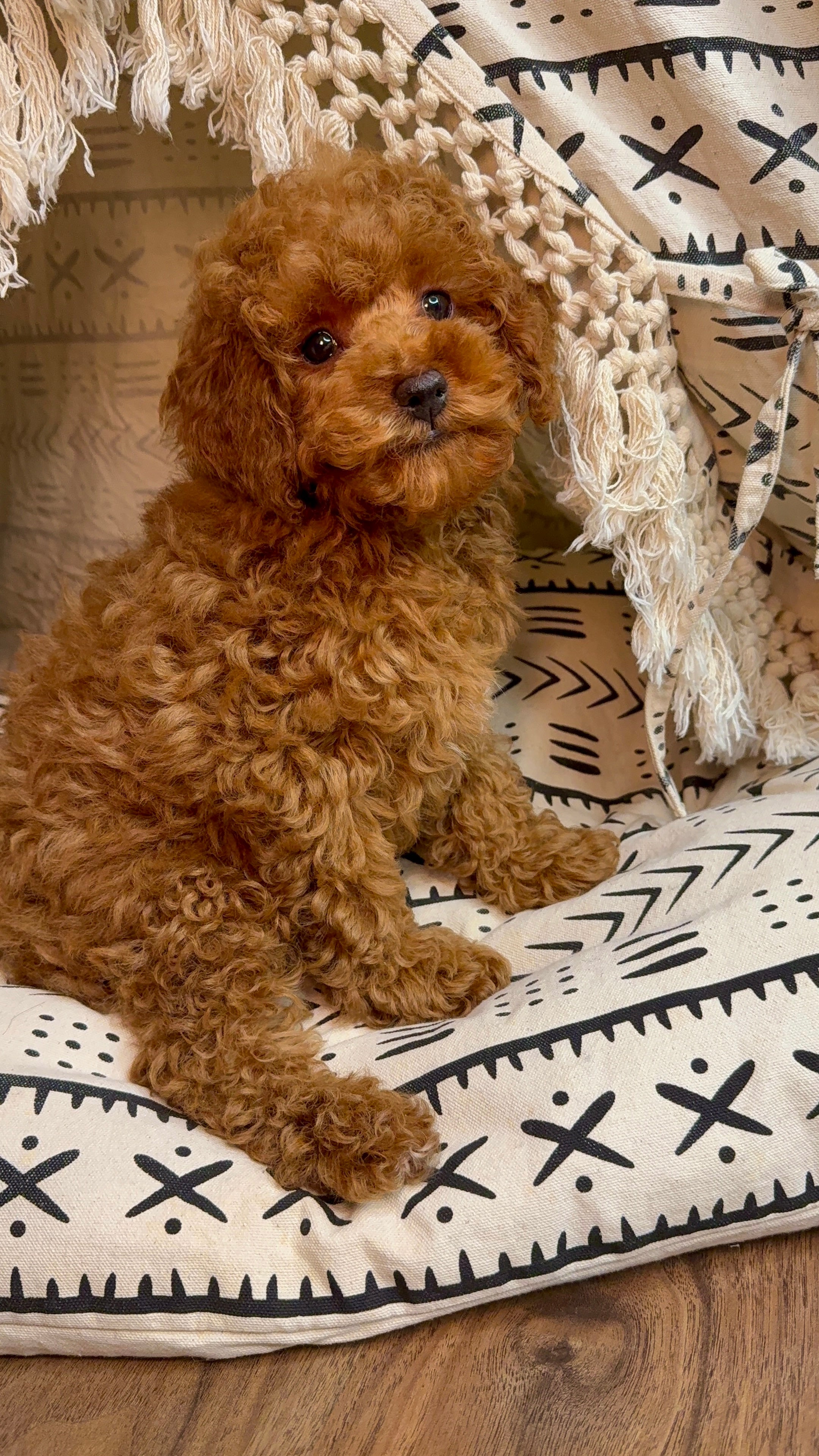 Petey (ACA Reg. Mini Poodle) – Cute Puppies ATL