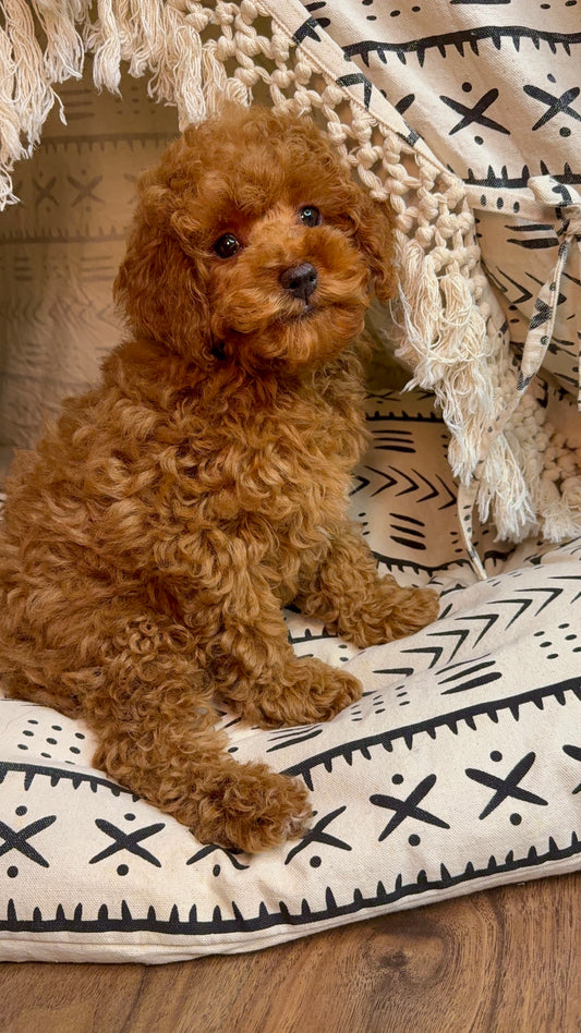 Petey (ACA Reg. Mini Poodle)