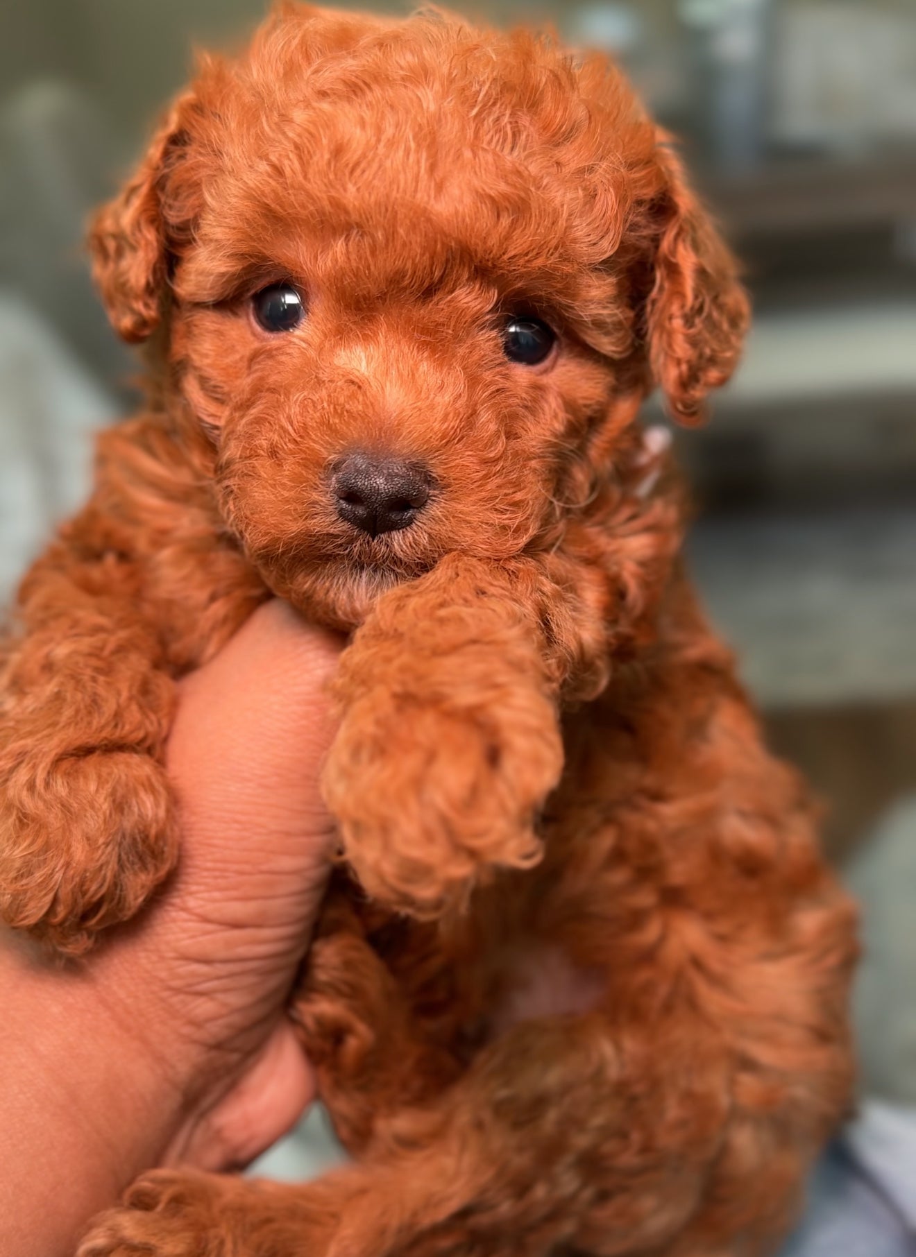 Kobi (Maltipoo)