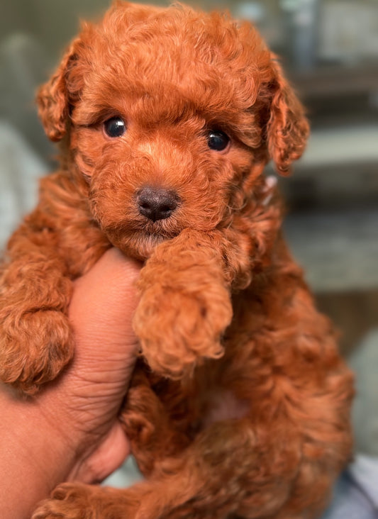 Kobi (Maltipoo)