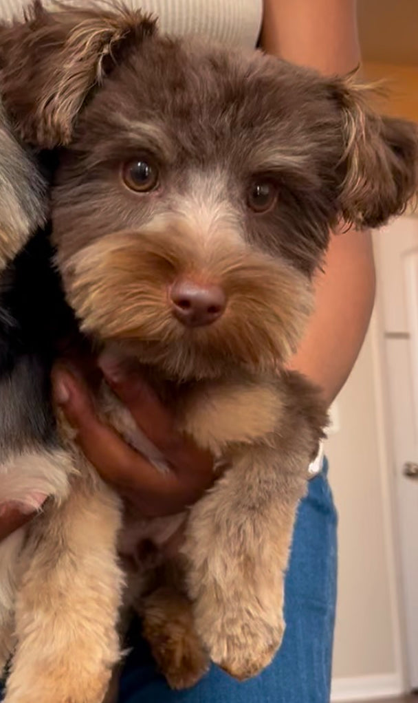Paco(Morkie)