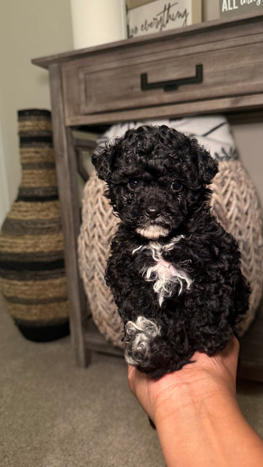 Nigel (Toy Shihpoo)