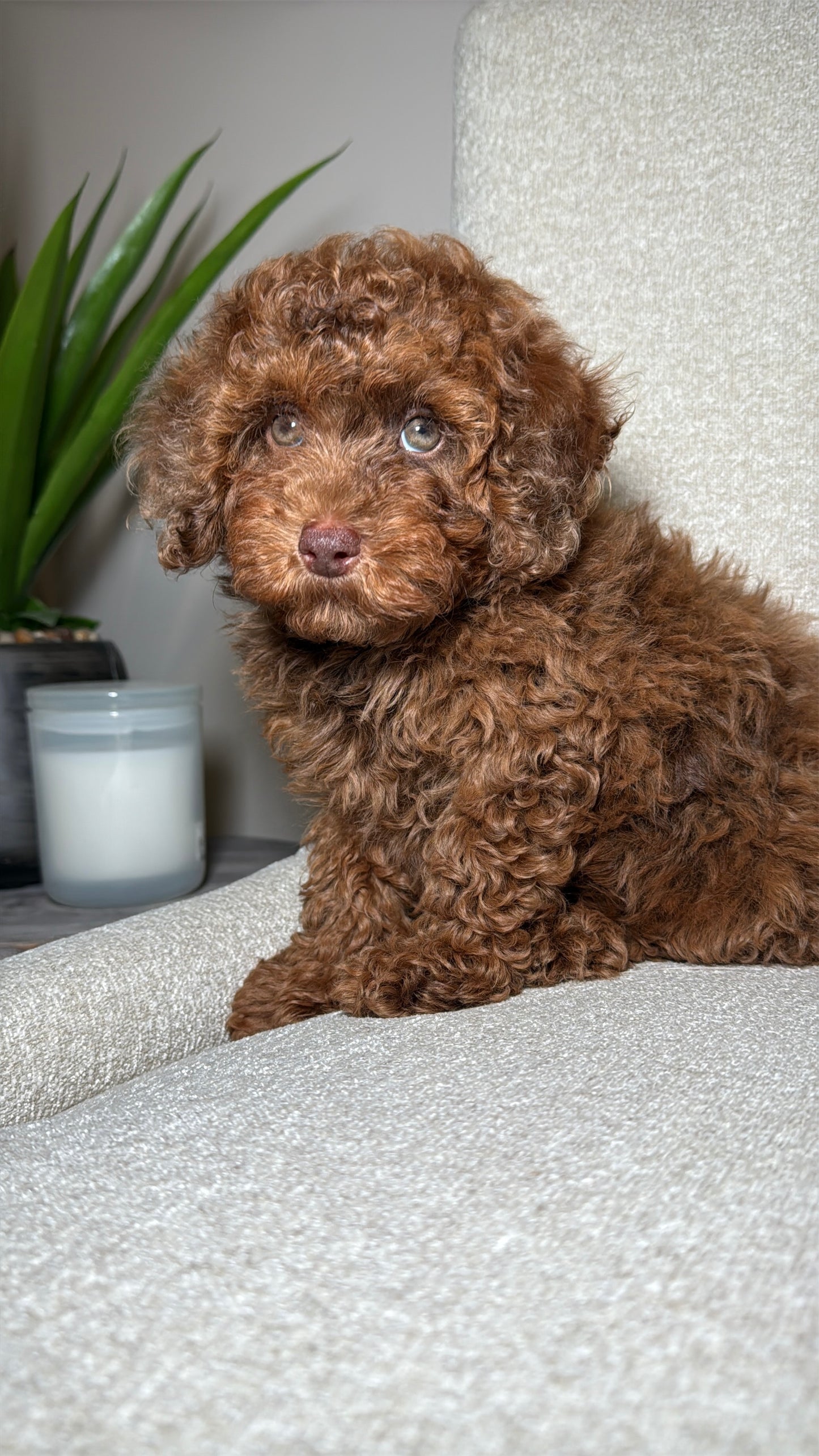 Fonzy (Mini Poodle)