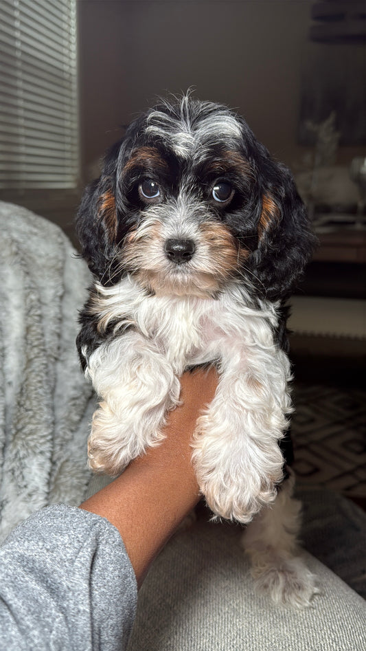 Cross (Cavapoo)