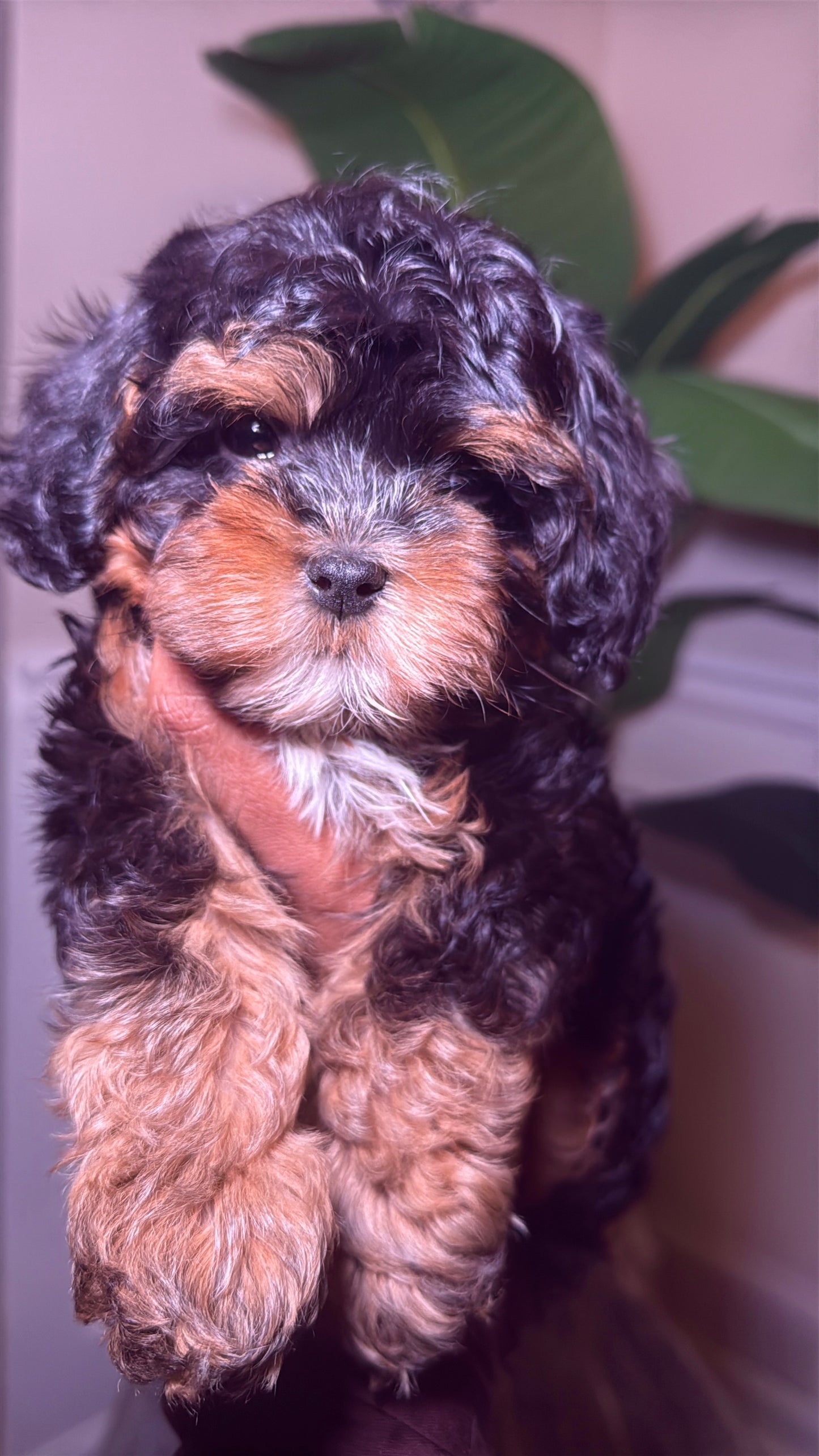 Luigi (Cavapoo)