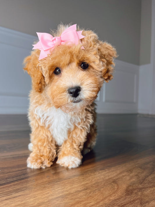 Sugar (Poochon)