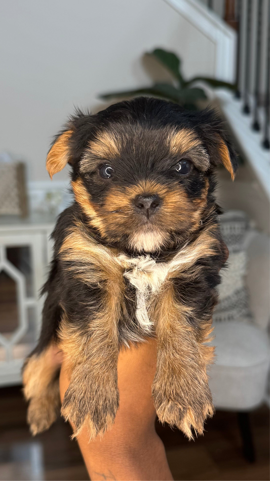 George (Yorkshire Terrier)