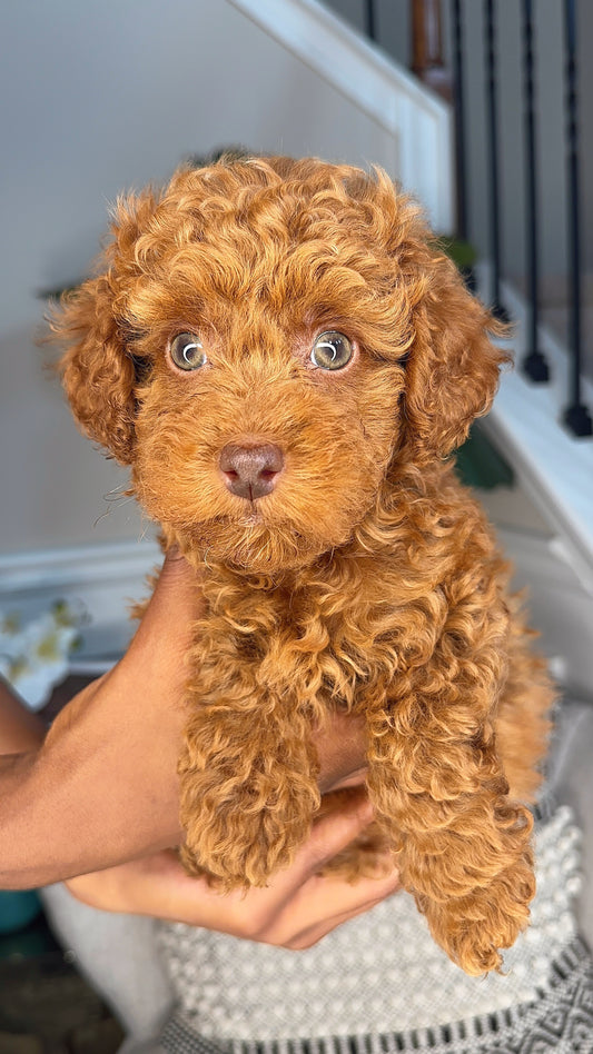 Kolby (Toy Poodle)
