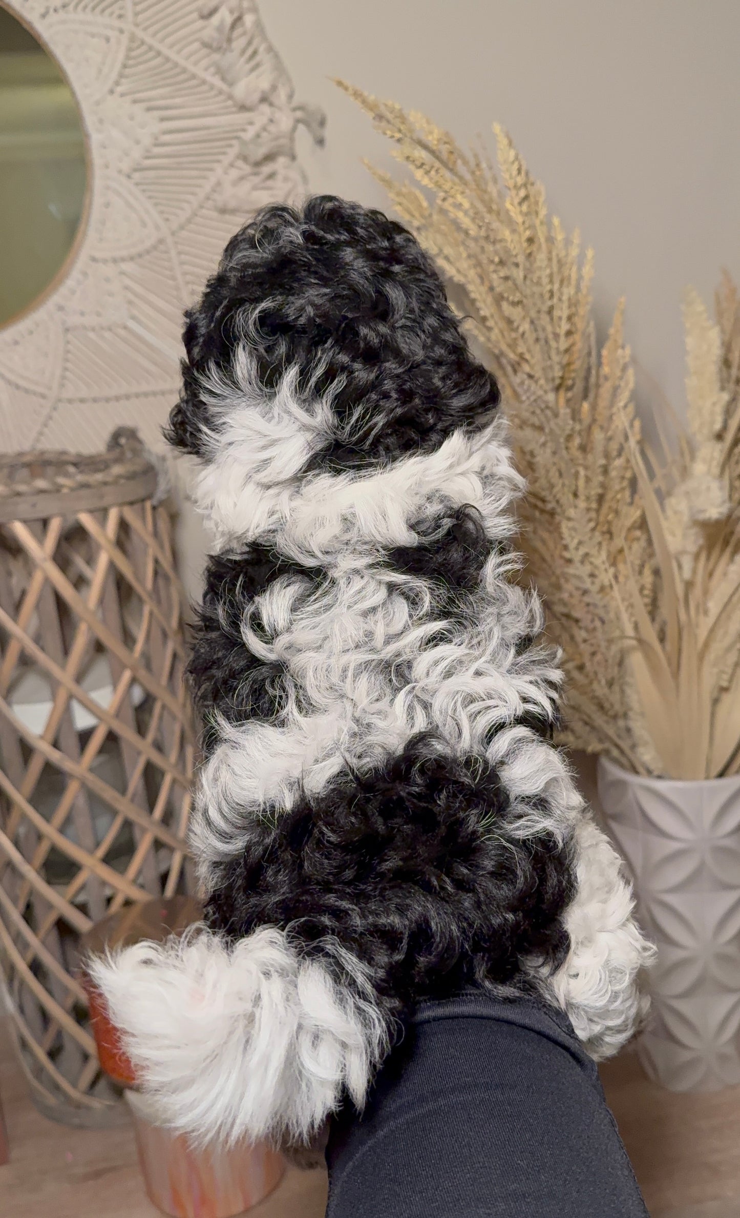 Zia (Toy Shihpoo)