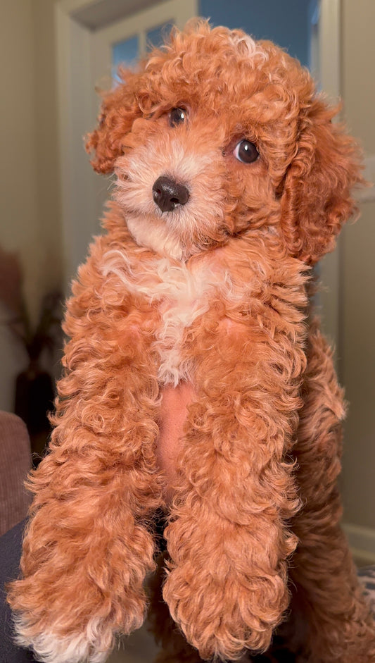 Beau (Toy Cavapoo)