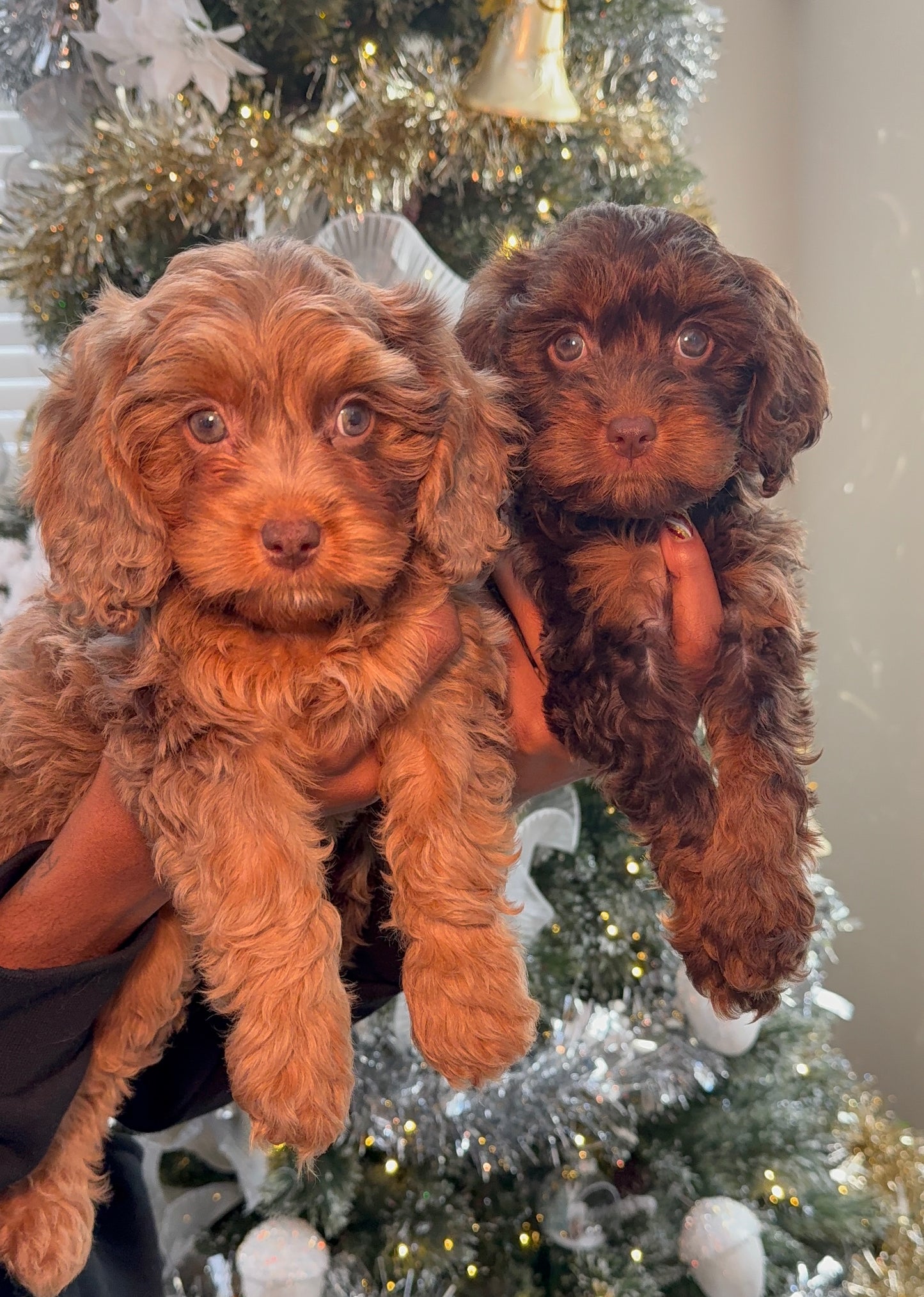Harlei (Cavapoo)