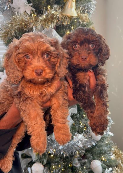Harlei (Cavapoo)