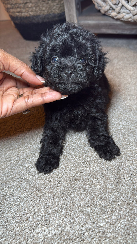 Sullivan (Yorkiepoo)