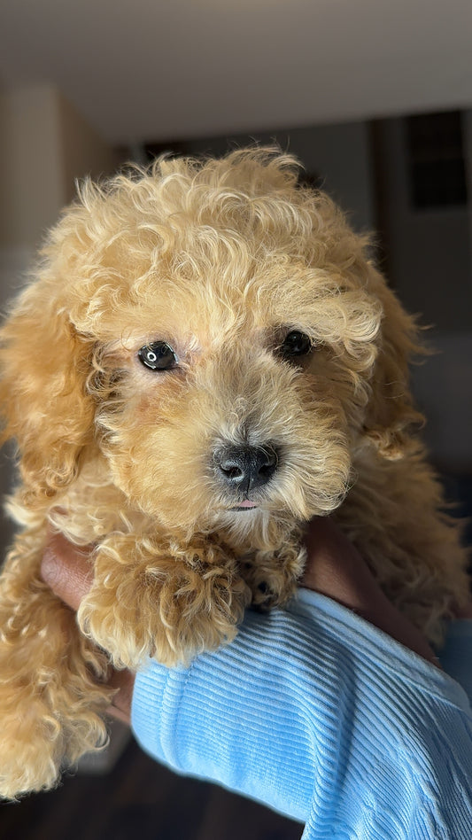 Chloe (Toy Poodle)