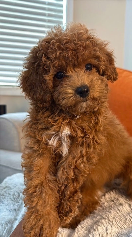 Rickey (AKC Reg Toy Poodle)