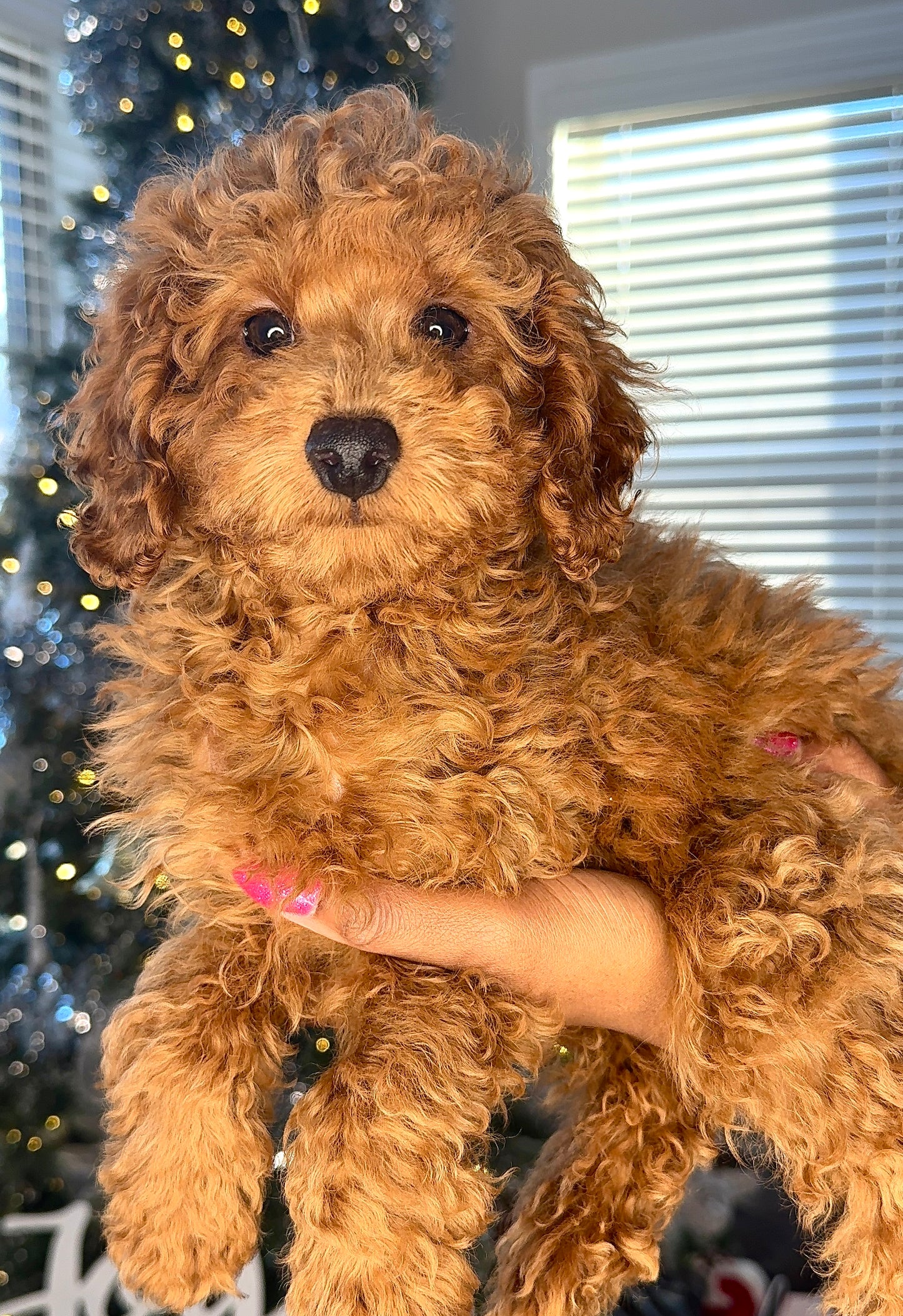 Flynn (AKC Registered)