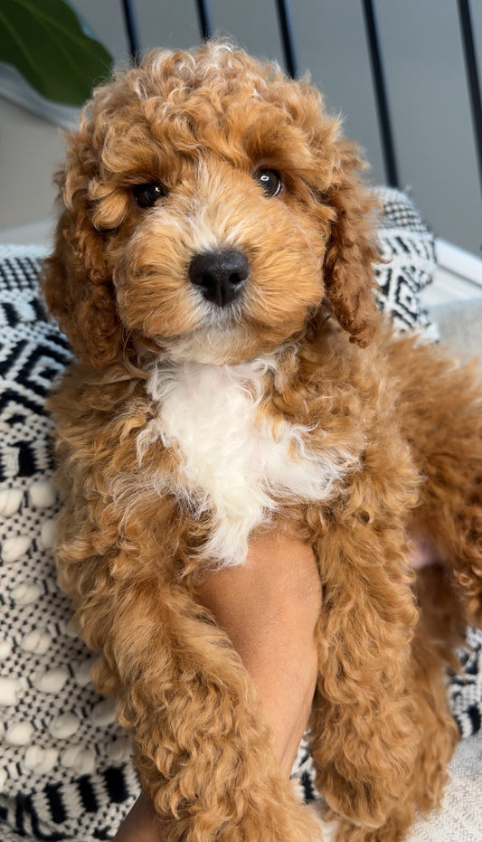 Lennon (ACA Reg. Mini Poodle)