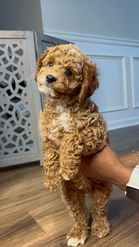 Kai(Cavapoo)