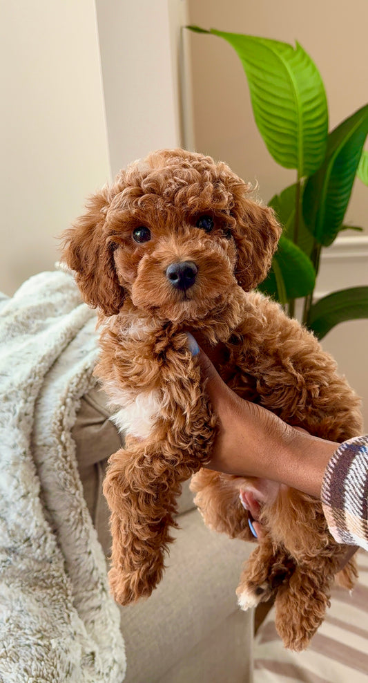 Teddy (Male Mini Poodle)