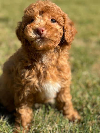 Rudy (Toy Poodle)