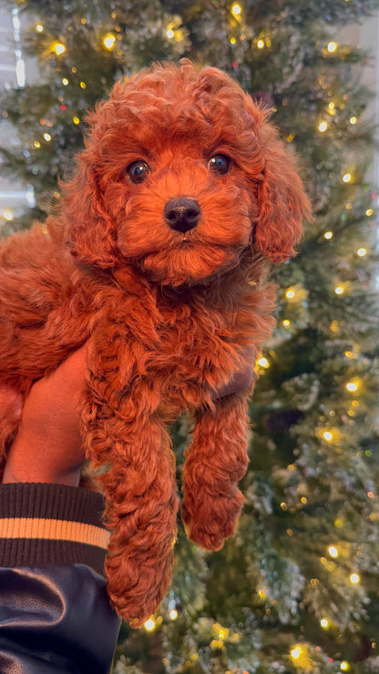 Dobby (ACA Reg. Toy Poodle)
