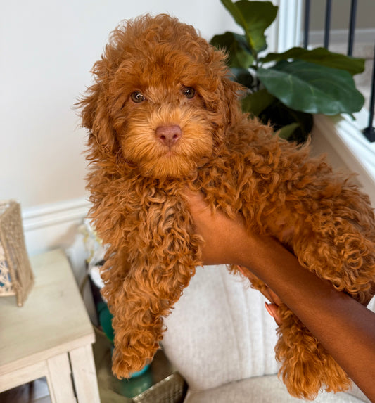 Lue (Maltipoo)