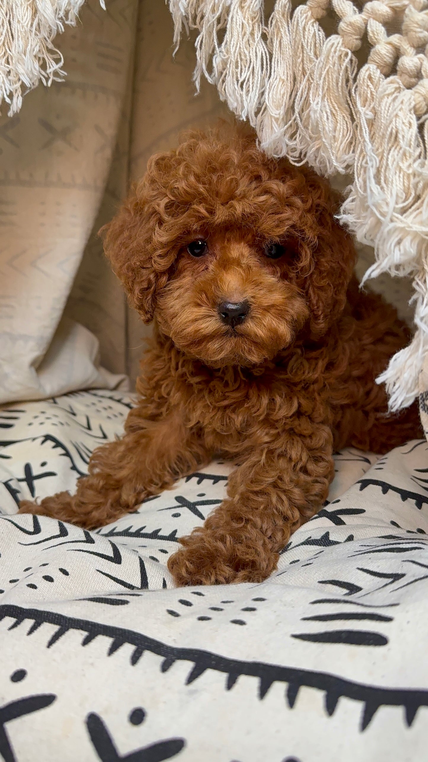 Piper(ACA Reg. Toy Poodle)