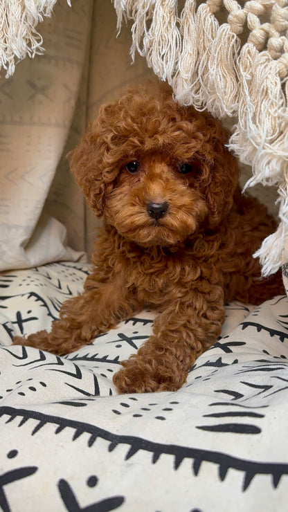 Piper(ACA Reg. Toy Poodle)