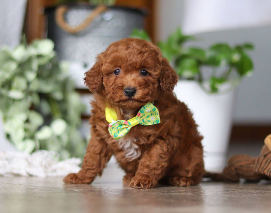Dallas (AKC Reg. Mini Poodle)