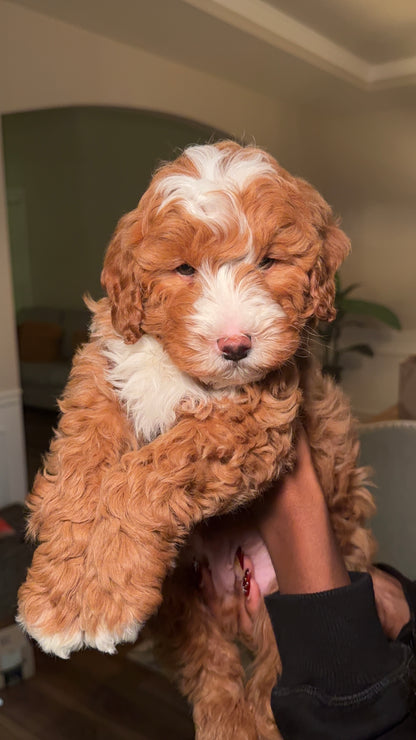 Henry(Mini Goldendoodle)