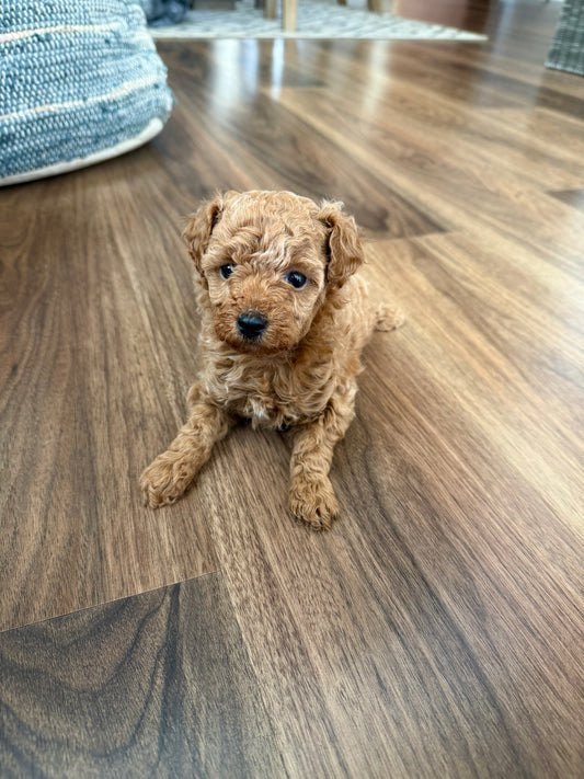 Capri (Toy Poodle)