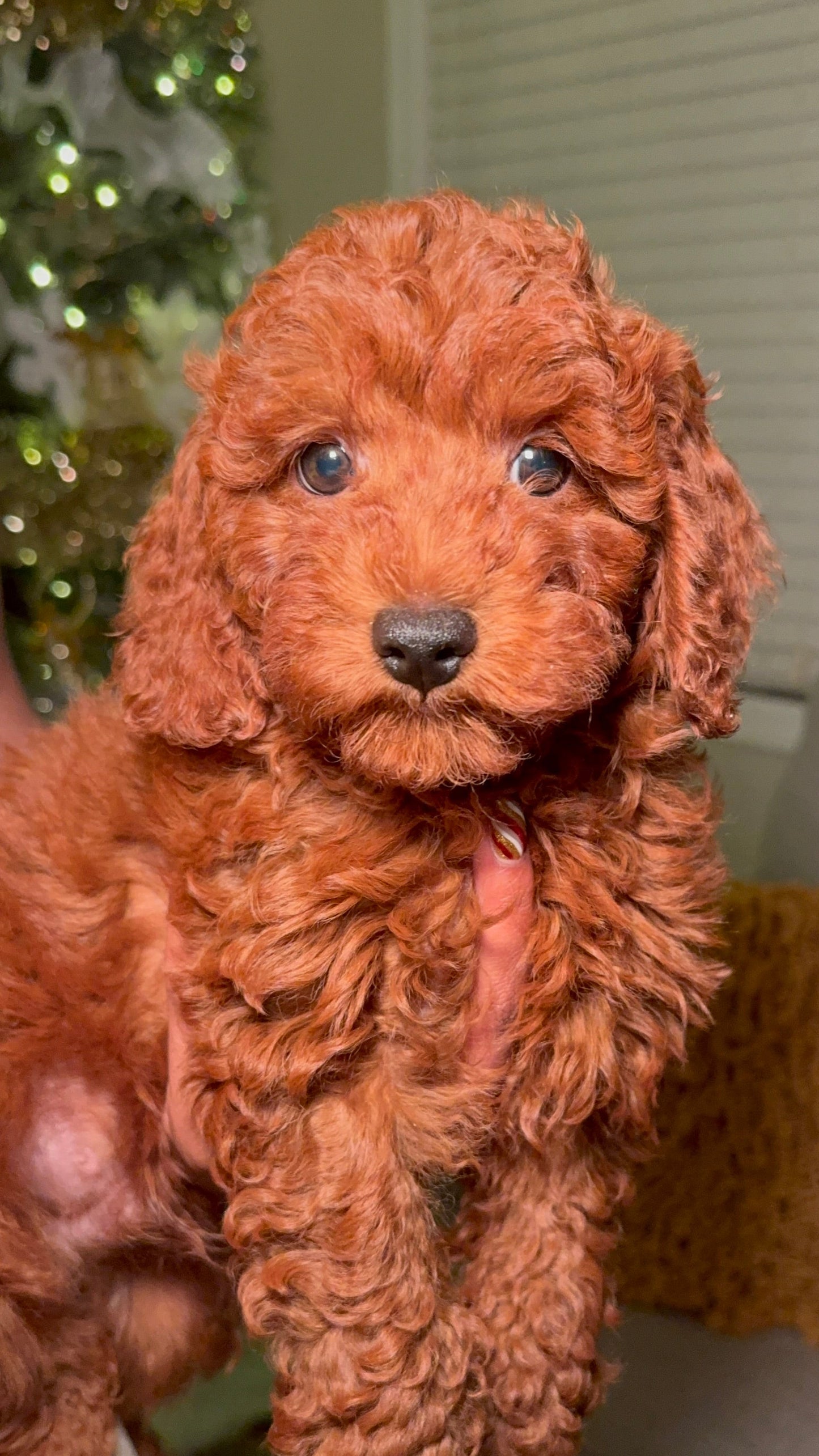 Deacon (ACA Reg. Mini Poodle)