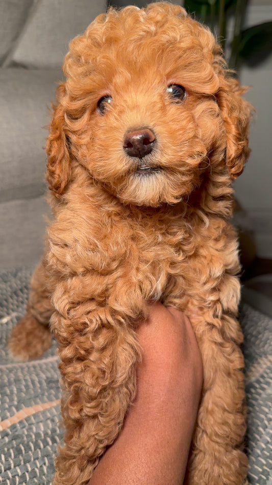 Peanut (Male Toy Poodle)
