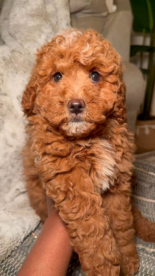 Harvey (Mini Goldendoodle)