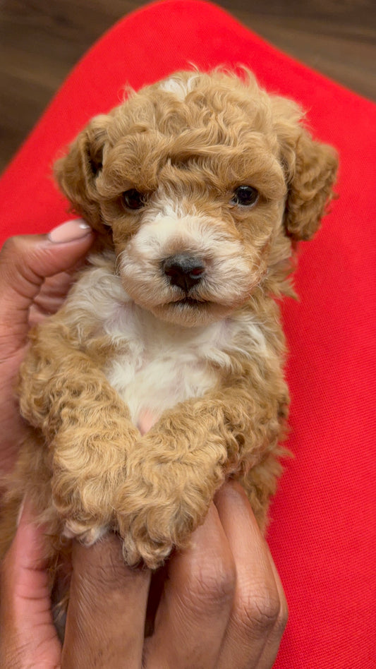 Deuce(Cockapoo)