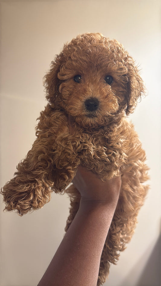 Brooks (Toy Poodle)