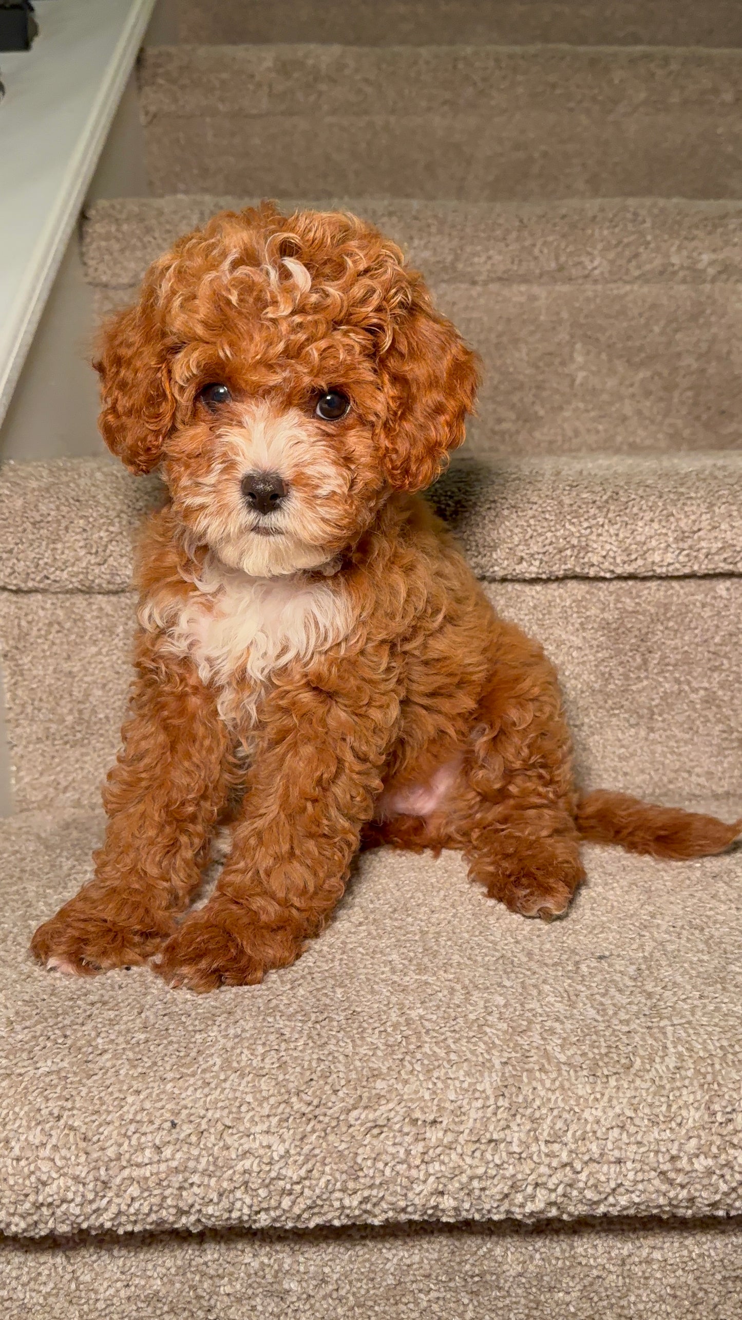 FiFi(Cavapoo)