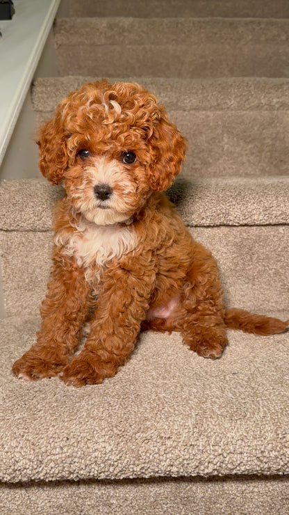 FiFi(Cavapoo)