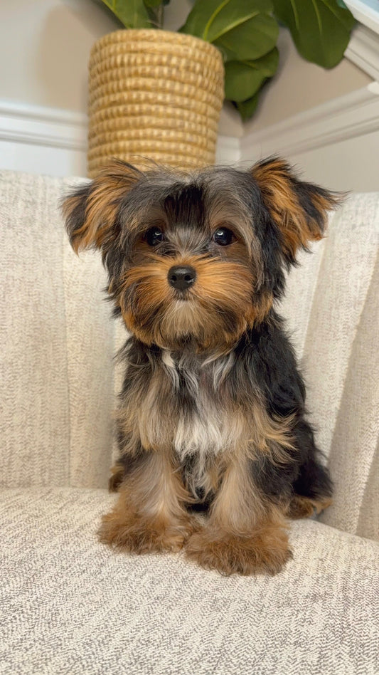 George (Yorkshire Terrier)