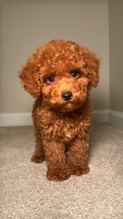 Polo (Toy Poodle)