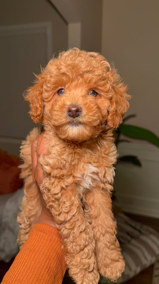 Biscotti (Male Mini Poodle)