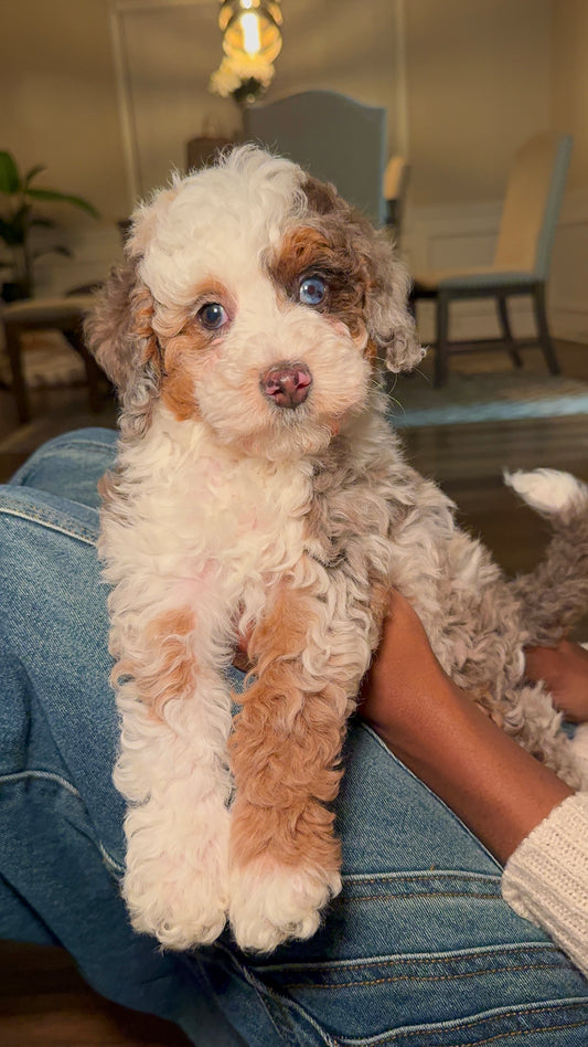 Pierre (Male Mini Poodle)