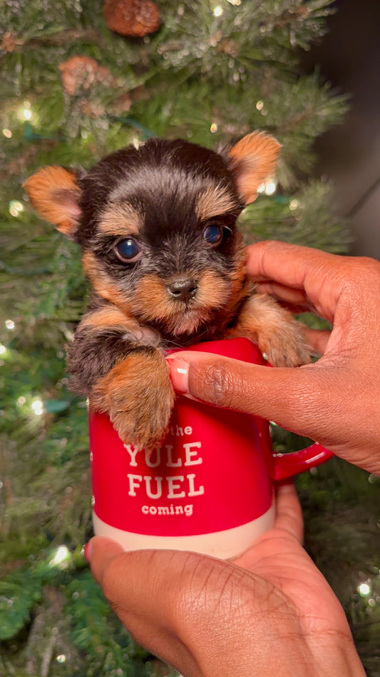 Miley(Teacup Yorkshire Terrier)