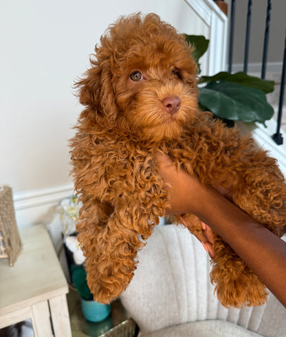 Lue (Maltipoo)