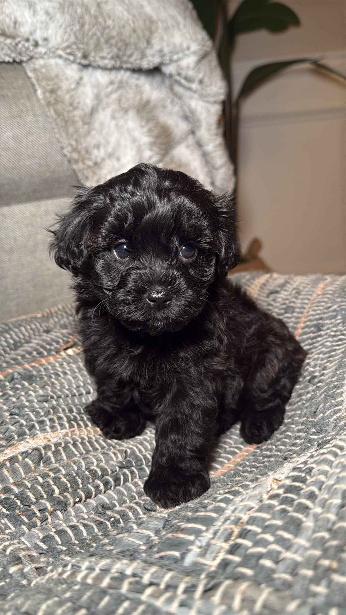 Button (Yorkiepoo)