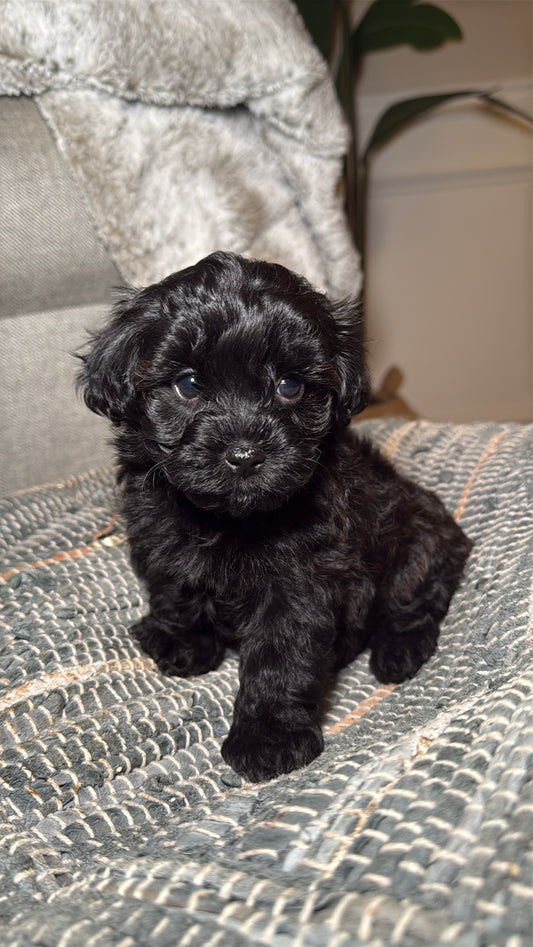 Button (Yorkiepoo)
