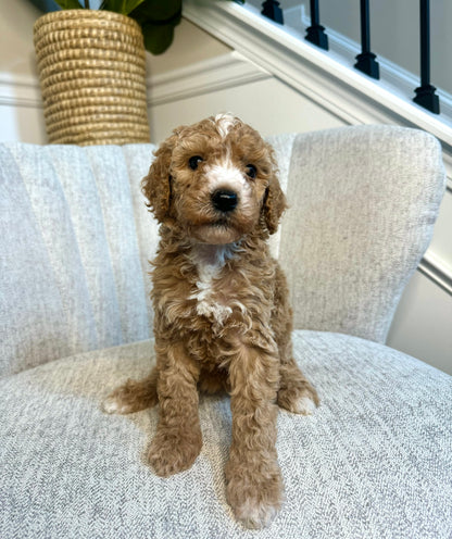 Star (Goldendoodle)