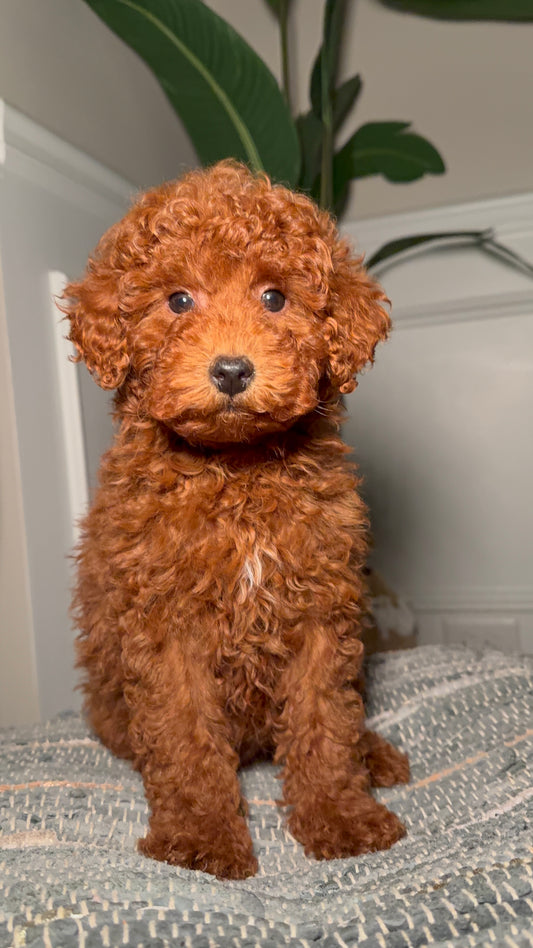 Nugget (Male Mini Poodle)